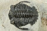 Bargain, Hollardops Trilobite Fossil - Ofaten, Morocco #287456-2